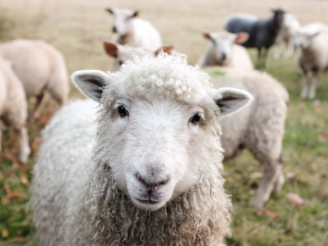Close up of a sheep – stand out from the flock!